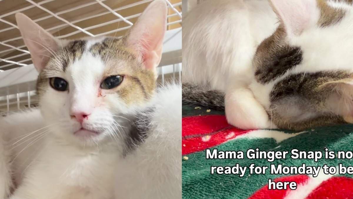 Kocia mama Ginger Snap czeka na dom po miesiącach w klatce