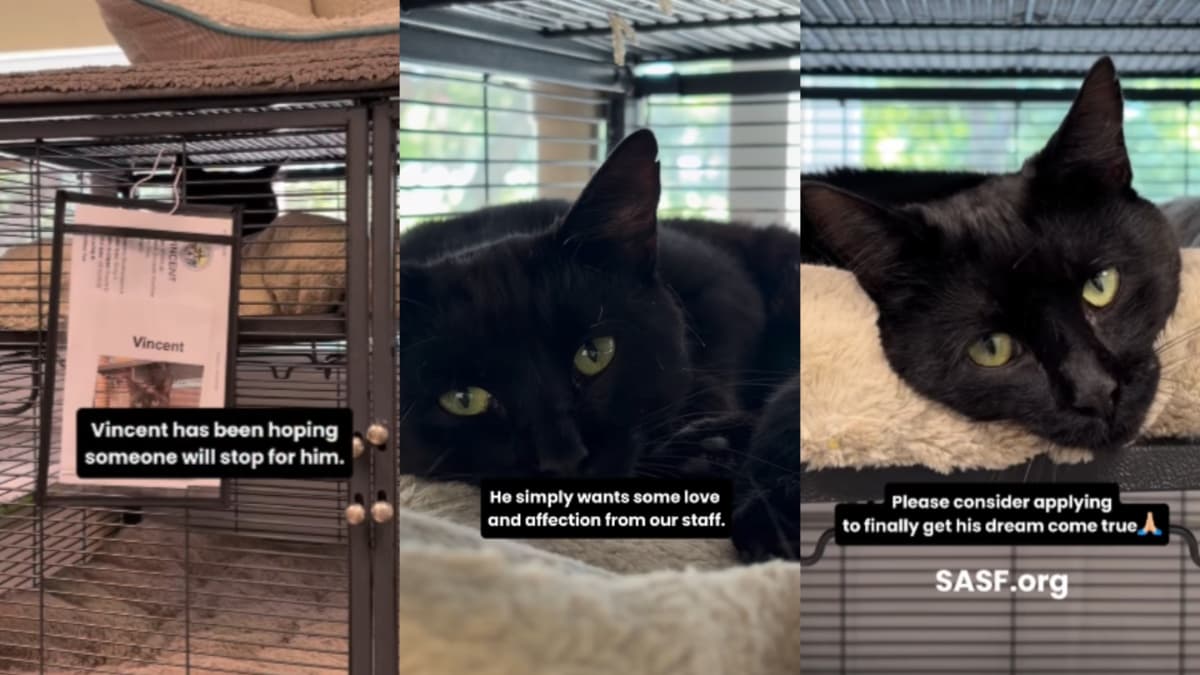 Wzruszające nagranie: kot Vincent ze schroniska czeka na adopcję