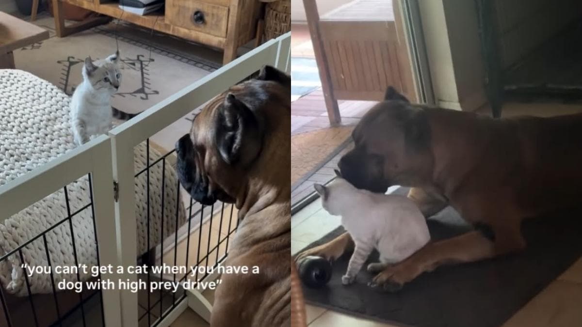 Niezwykła więź: Kot i Cane Corso, historia, która zaskoczyła wszystkich