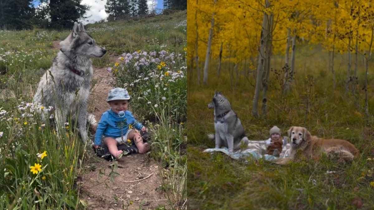 Golden retriever na kempingu: rodzinna przygoda z niemowlakiem i nowym przyjacielem