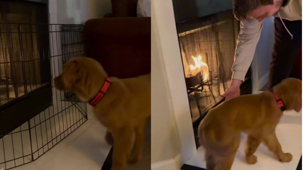 Szczeniak golden retrievera zafascynowany kominkiem – co z tego wynikło?