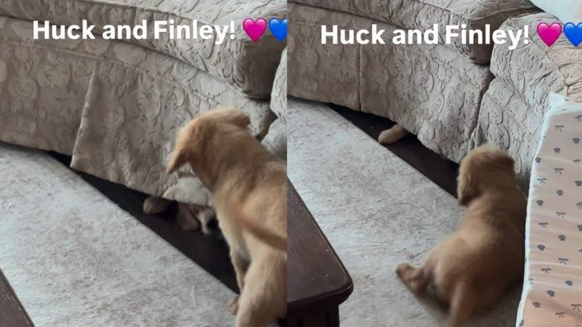 Szczeniak golden retrievera Huck podbija internet, próbując wywabić siostrę spod kanapy