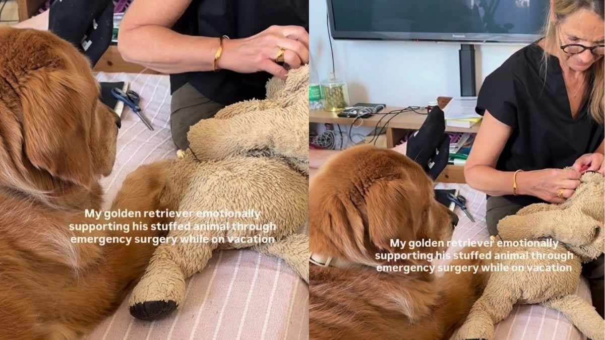 Golden retriever Jean-Pierre wspiera swoją ukochaną pluszową zabawkę podczas „operacji”