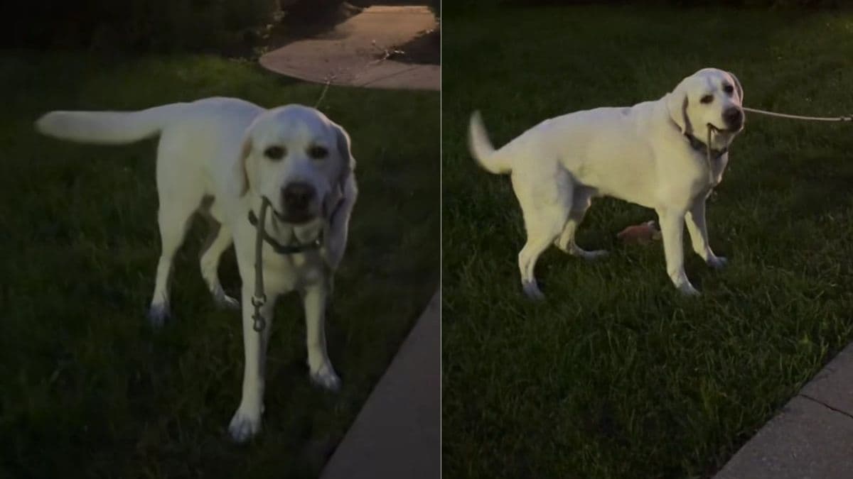 Labrador Myles nalega na smycz, mimo że nie jest potrzebna