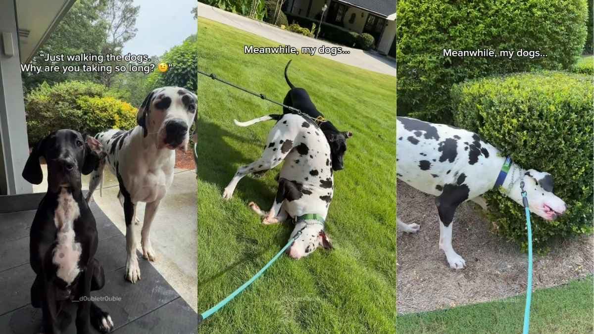 Dwa dogi niemieckie mają własny pomysł na spacer