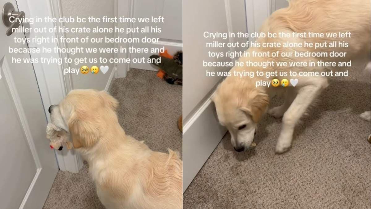 Golden retriever pociesza się zabawkami, gdy zostaje sam