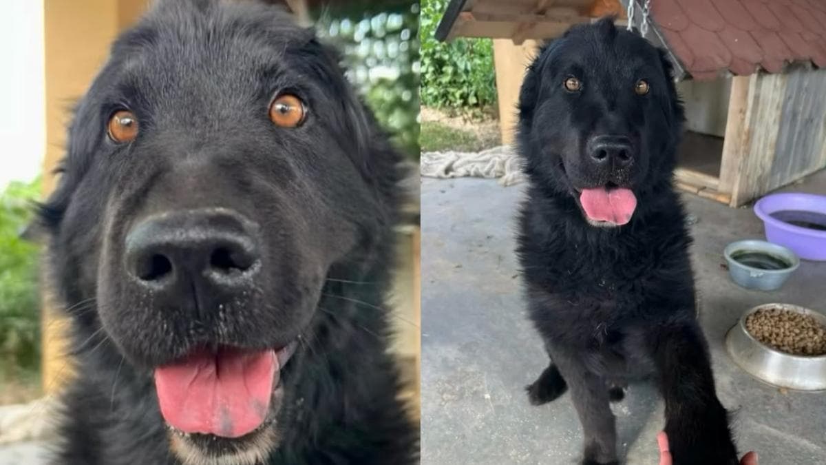 Pies Mylo porzucony przez rodzinę odnajduje nadzieję u obcych ludzi