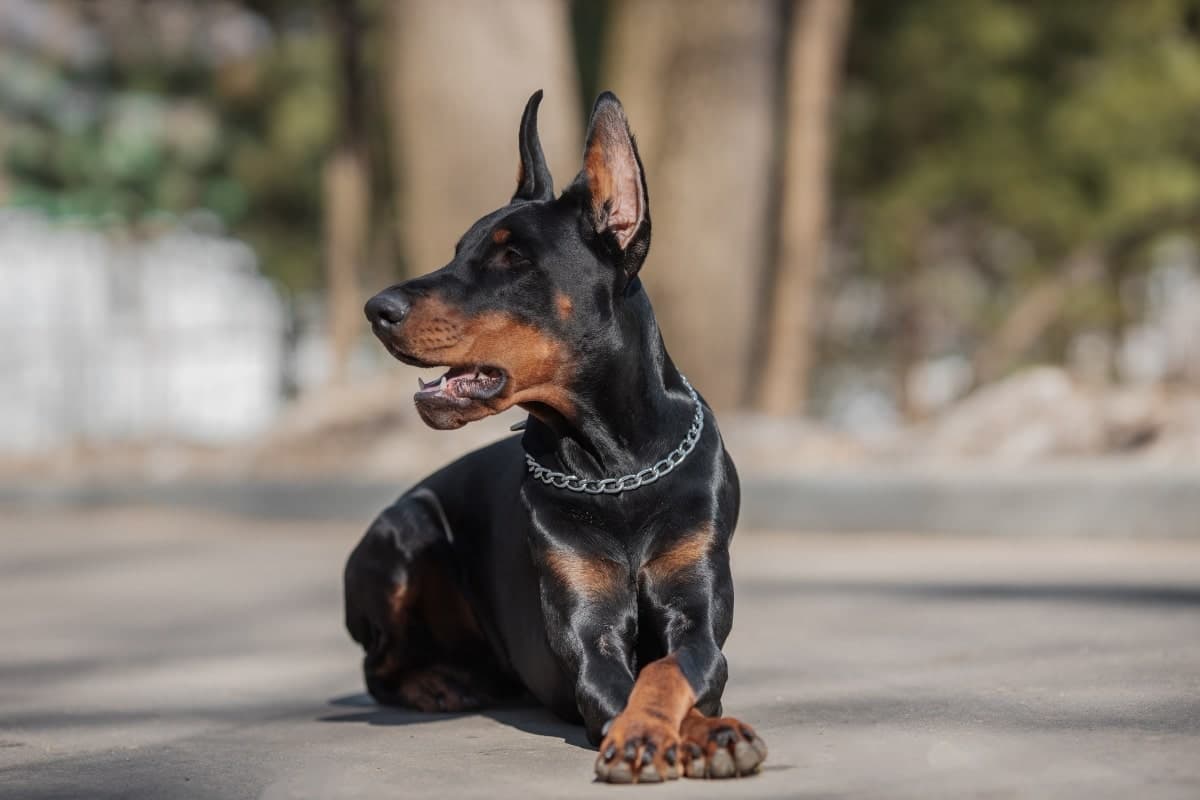 Suplementy wspierające odporność dobermanów: kompleksowy przewodnik