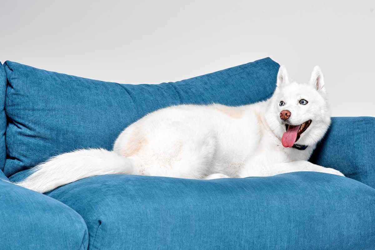Wybieramy legowisko dla starszego husky: komfort i wsparcie dla stawów