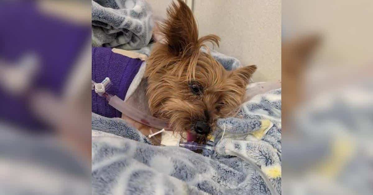 Mała Yorkie Zoey przeżyła atak aligatora i wraca do zdrowia w domu