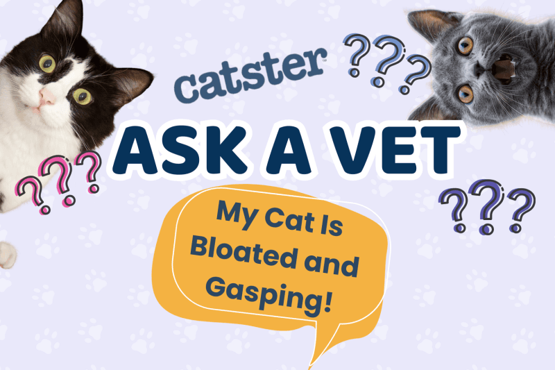 Rusza cykl porad ekspertki weterynarii dla właścicieli kotów