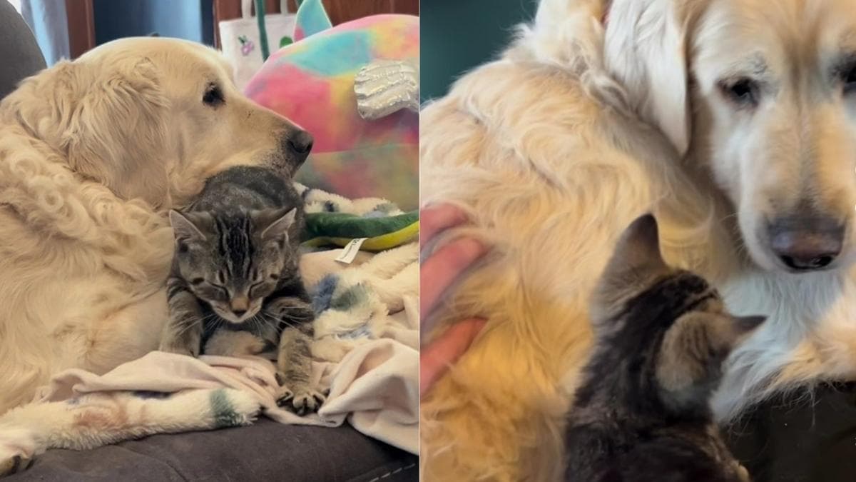 Niezwykła więź: starszy golden retriever i ciekawski kot