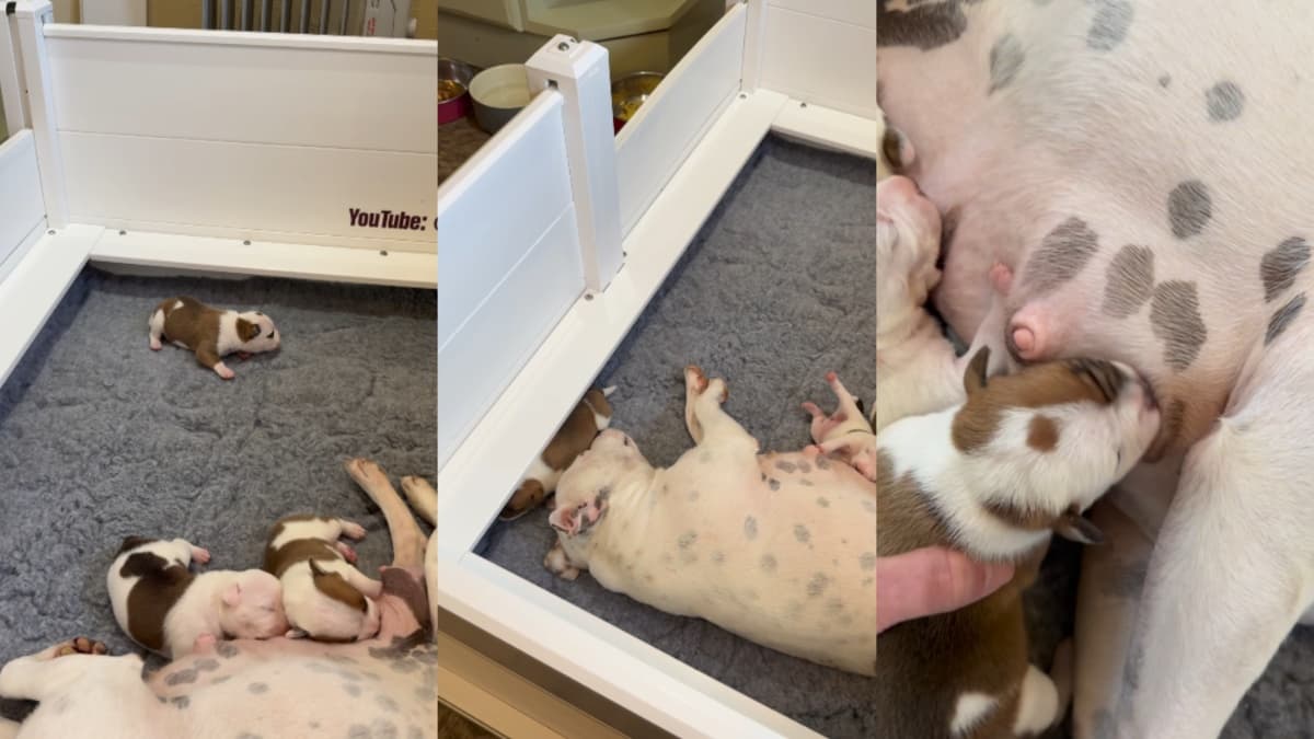 Szczeniak Staffordshire Bull Terriera zagubiony w kojcu szuka drogi do mamy