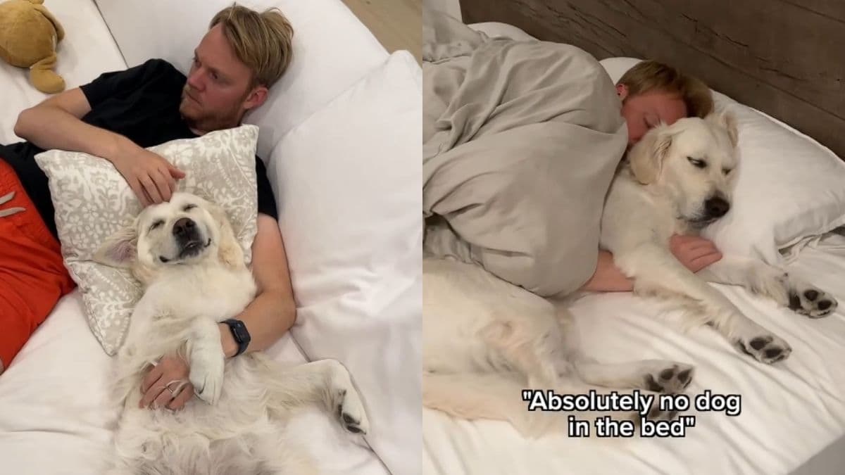 Golden Retriever podbija serce taty i łamie wszystkie zasady