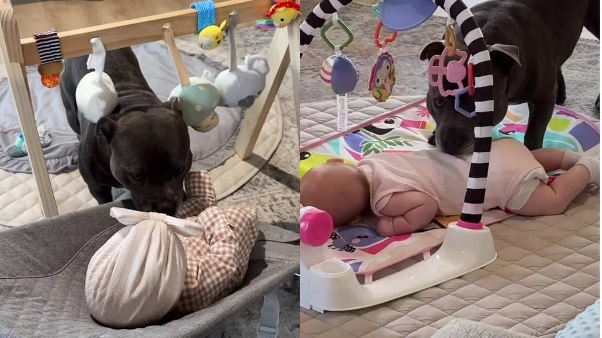 Pies i nowy członek rodziny: jak zwierzak adaptuje się do roli starszego brata