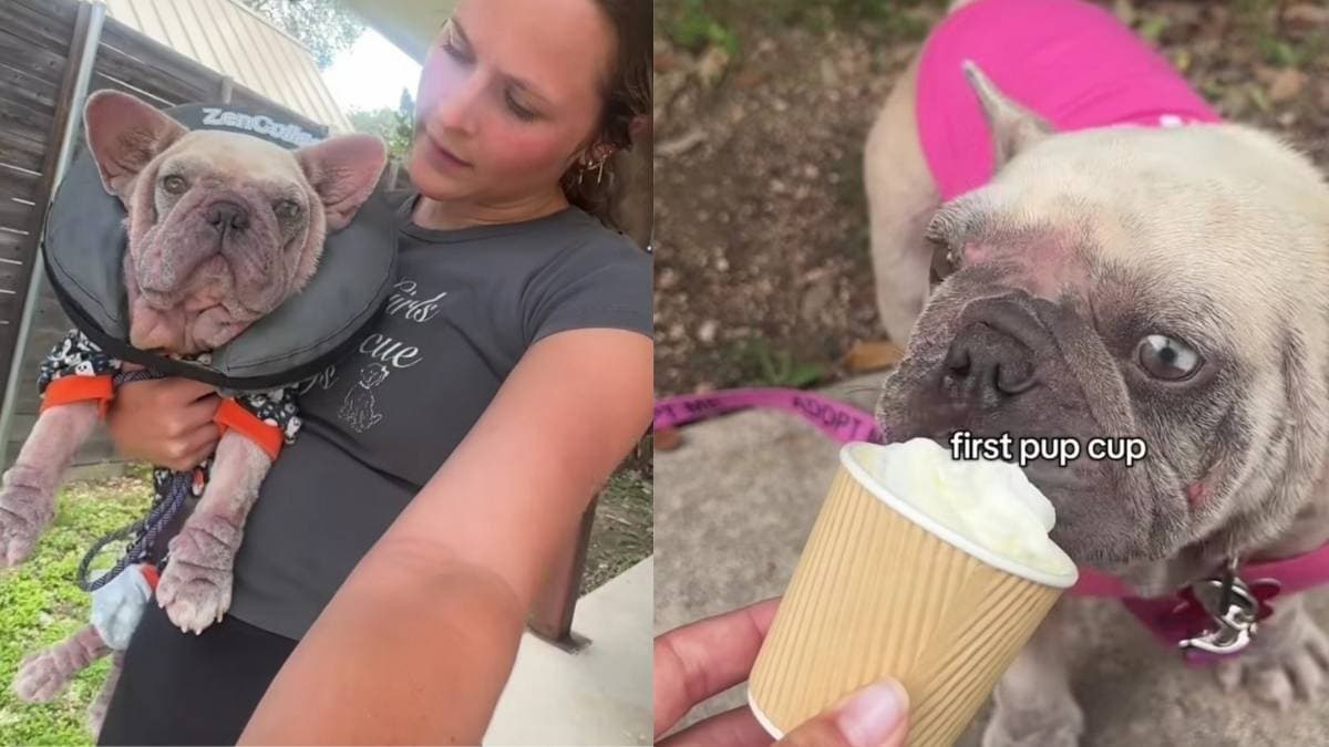 Porzucona buldożka francuska Mindy odkrywa radość z miłości po adopcji