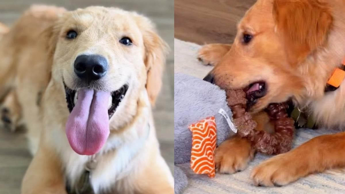 Wzruszająca historia Freedoma: Golden retriever czeka na swój stały dom