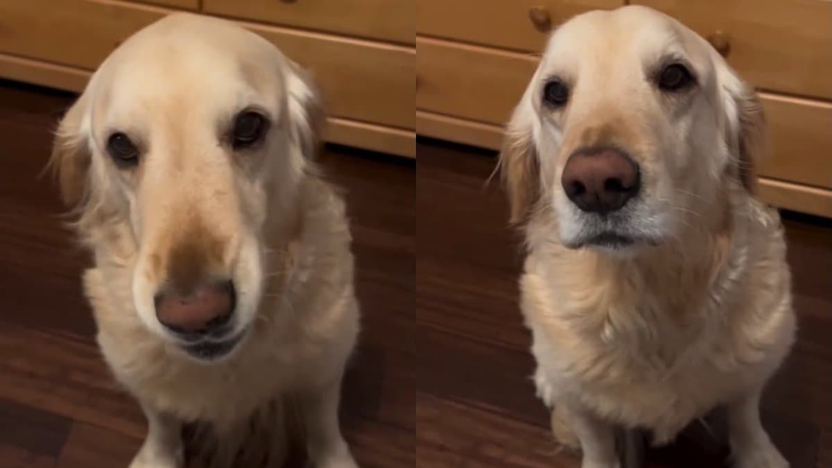 Golden retriever Nauti przypomina o porze kolacji