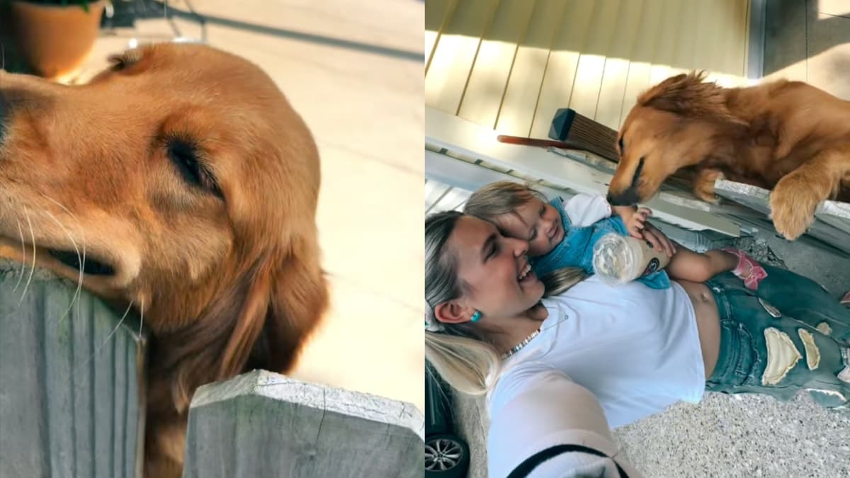 Wzruszające powitanie Golden Retrievera: Dolly Mae czeka na płocie na powrót rodziny