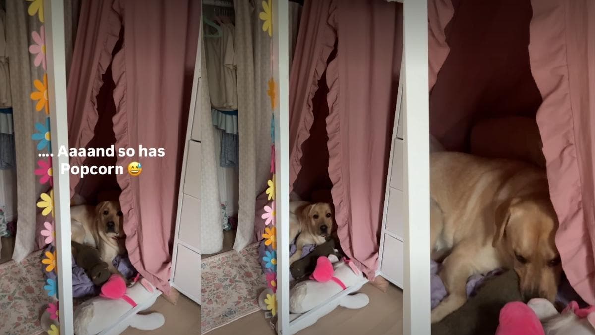 Labrador Popcorn zajął kącik do czytania swojej małej opiekunki