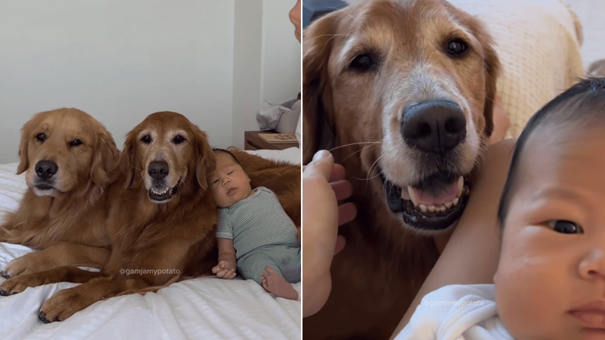 Wzruszająca więź golden retrieverów z dzieckiem i bolesna refleksja opiekunów
