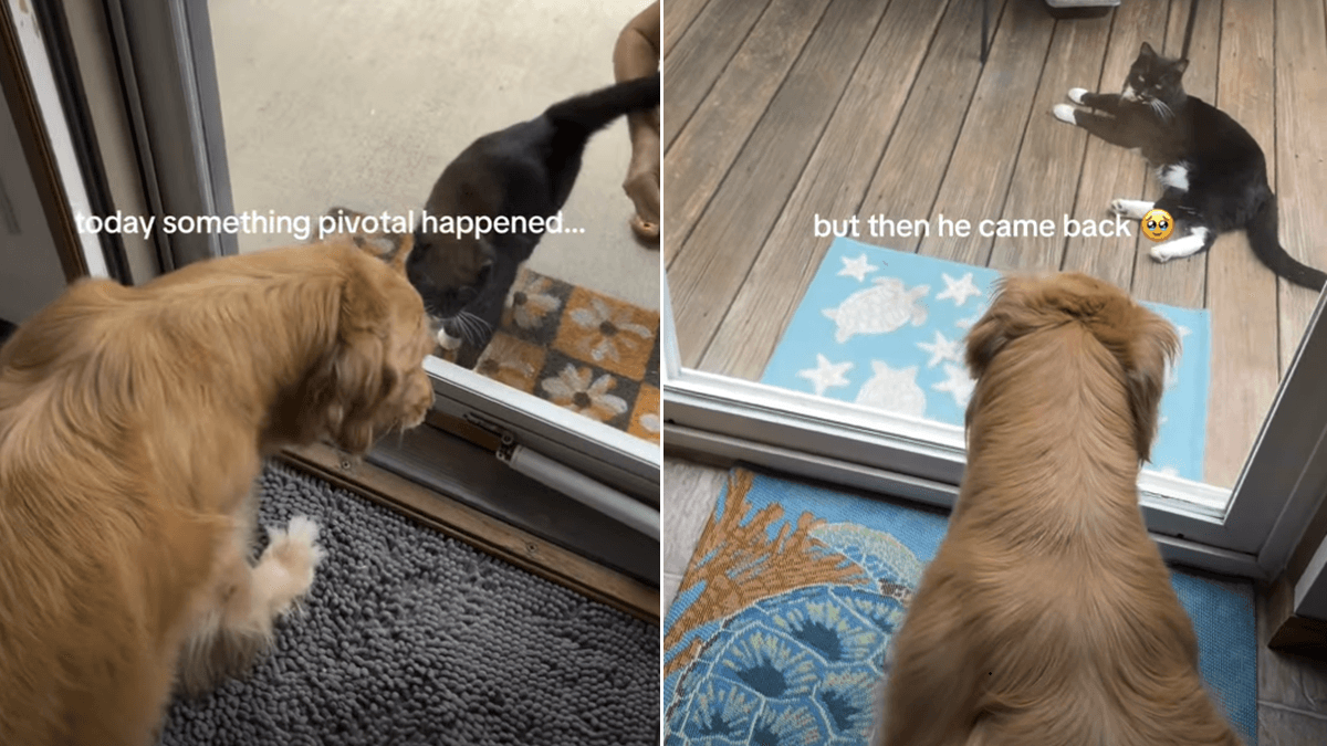 Niezwykła przyjaźń golden retrievera Novy i kota Bootsa