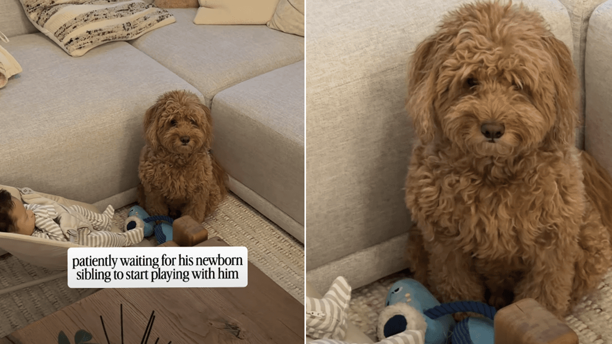 Mini Goldendoodle George czeka na zabawę z noworodkiem