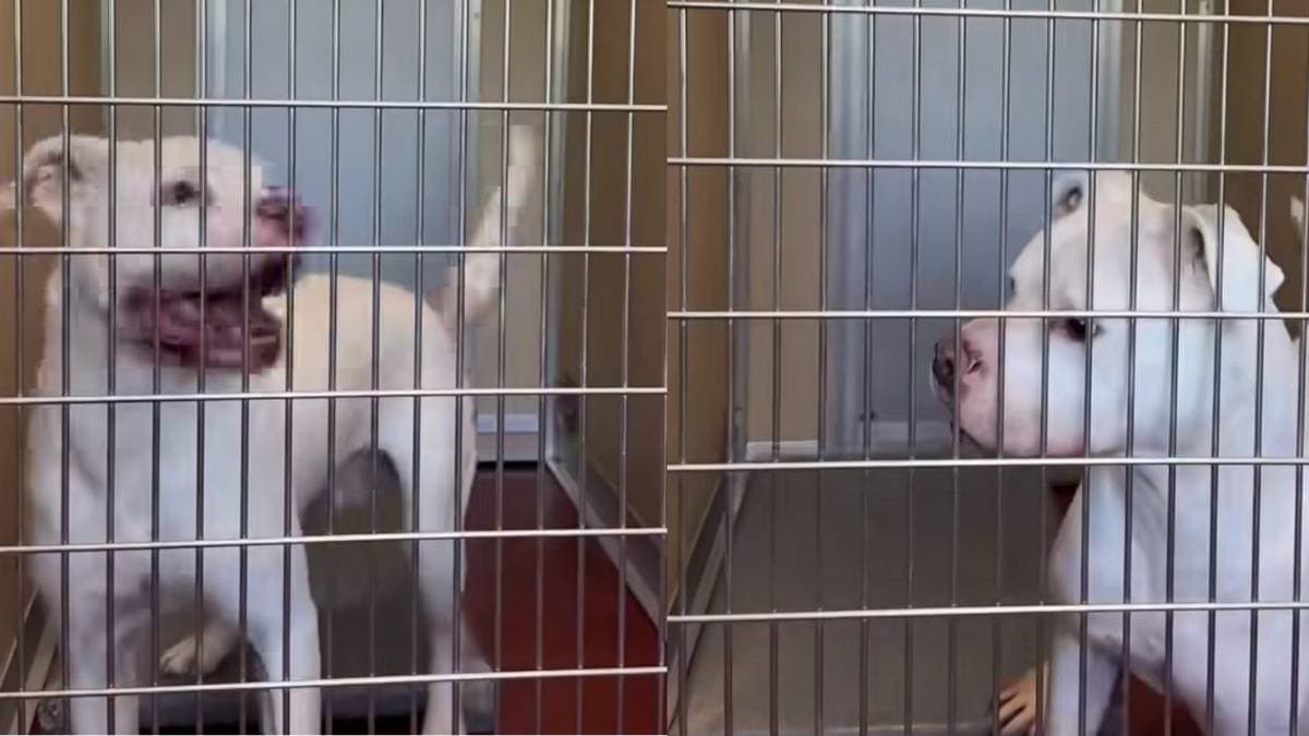 Wzruszający apel Brutus'a: Pies ze schroniska traci nadzieję