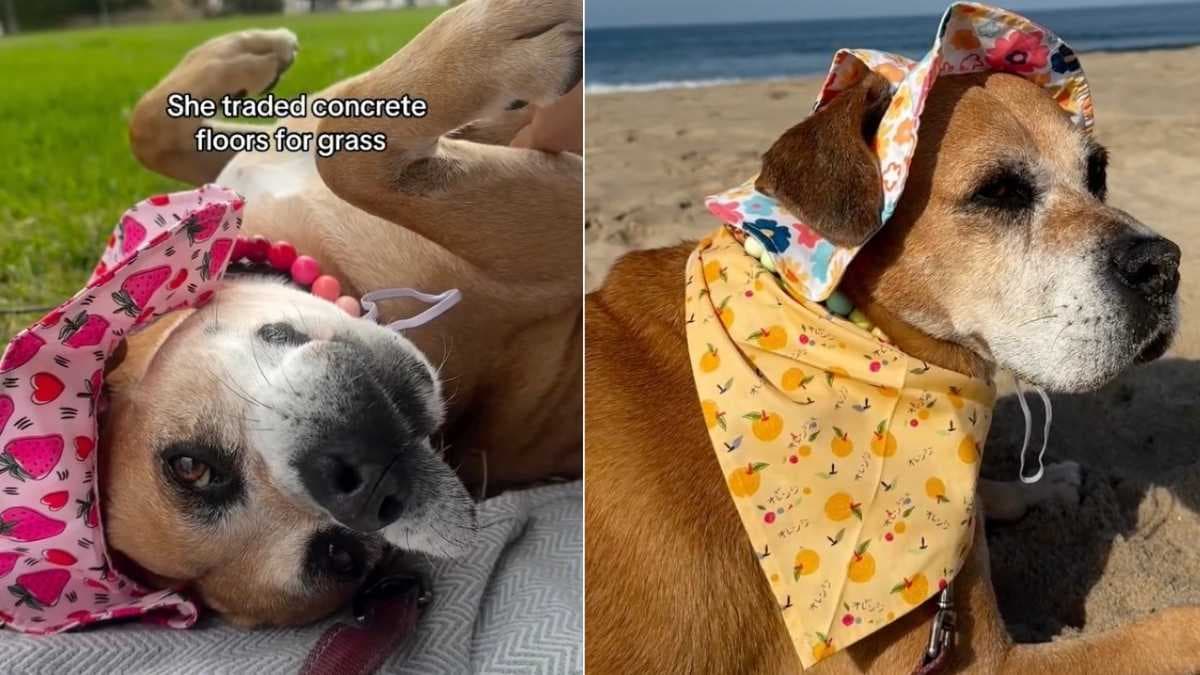 Pies ze schroniska unika powrotu do kojca, czekając na opiekuna tymczasowego