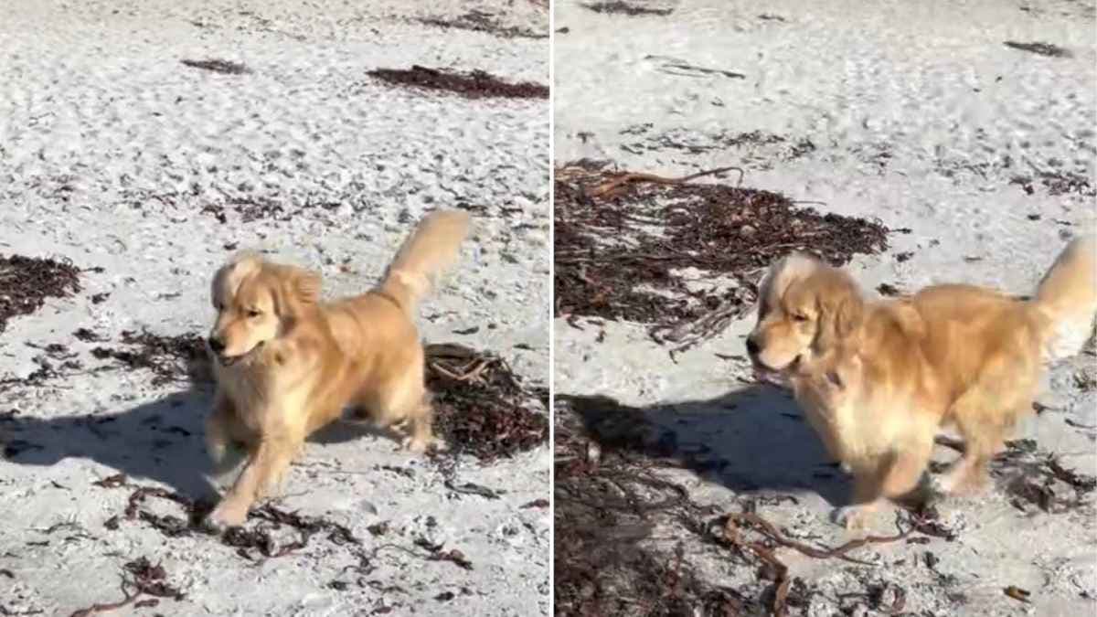 Niezwykła przyjaźń: Golden retriever zaprzyjaźnia się z mewą na plaży