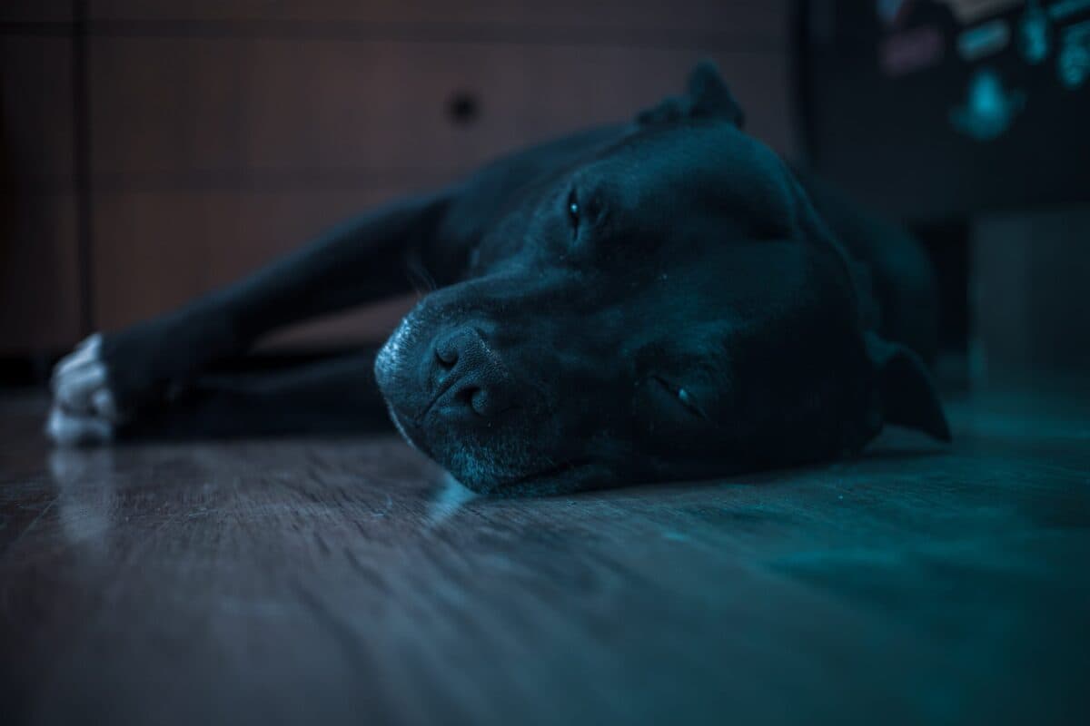 Jak wybrać idealne legowisko dla Staffordshire Bull Terriera? Przegląd polecanych modeli