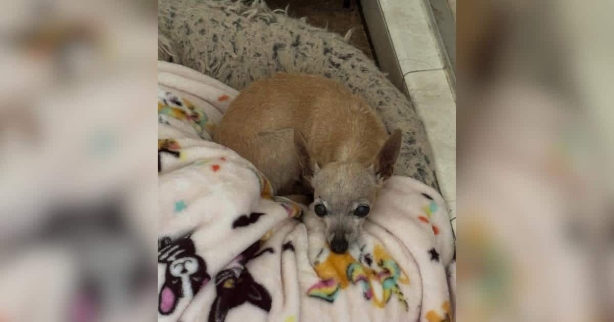 Zella: Mała seniorka odnaleziona na ulicach Miami odzyskuje nadzieję