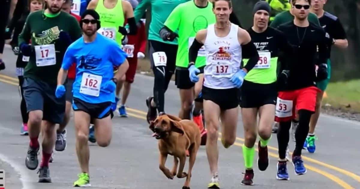 Bloodhoundka Ludivine przebiegła półmaraton i zajęła 7. miejsce