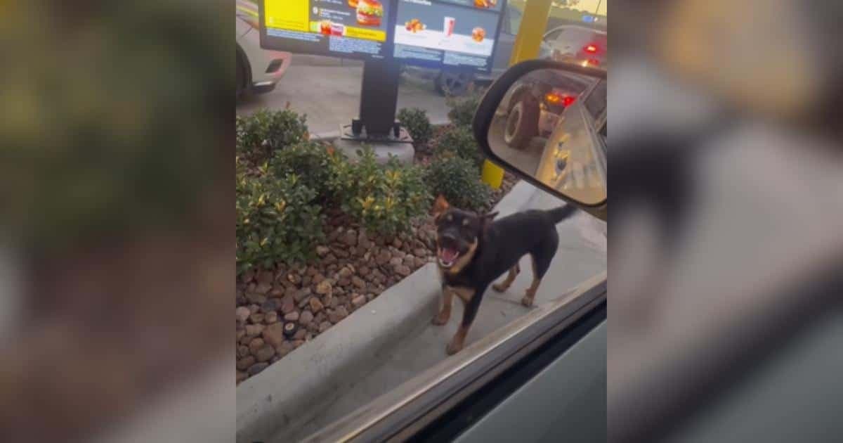 Big Mac: Historia bezpańskiego psa, który opanował McDonald's Drive-Thru