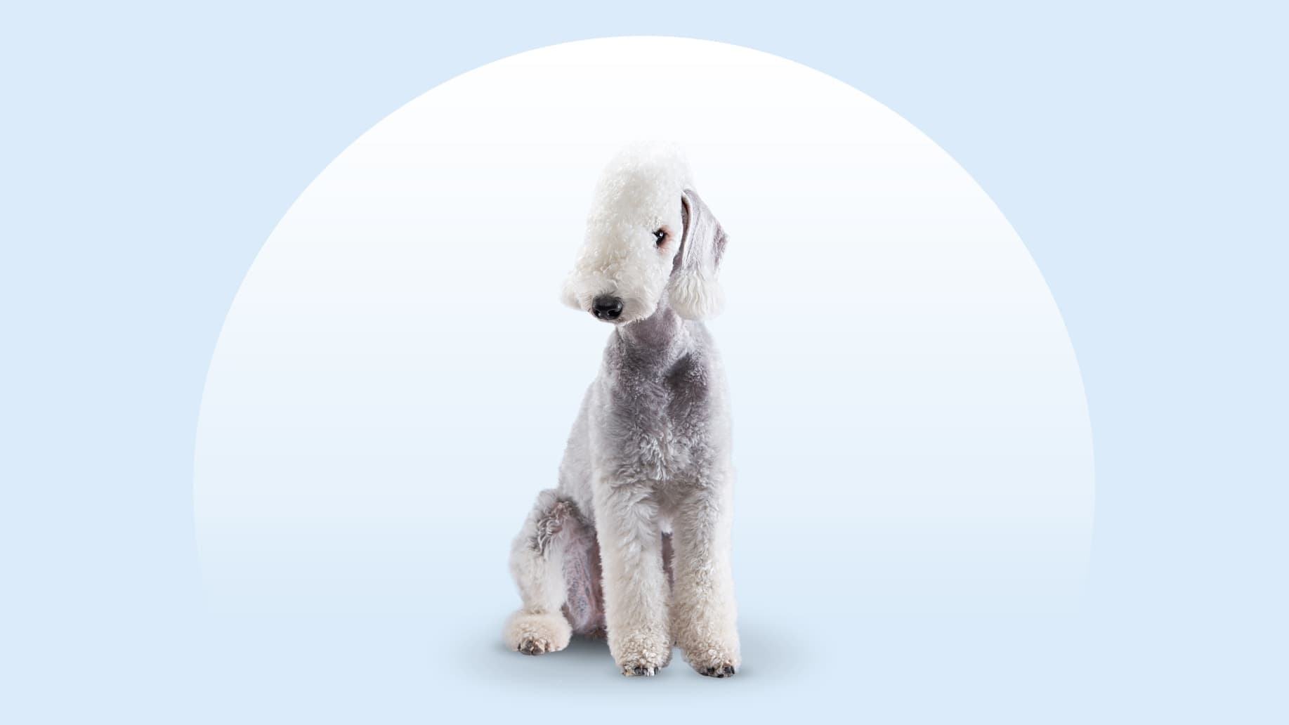 Bedlington Terrier: Pies o wyglądzie owieczki i sercu komika