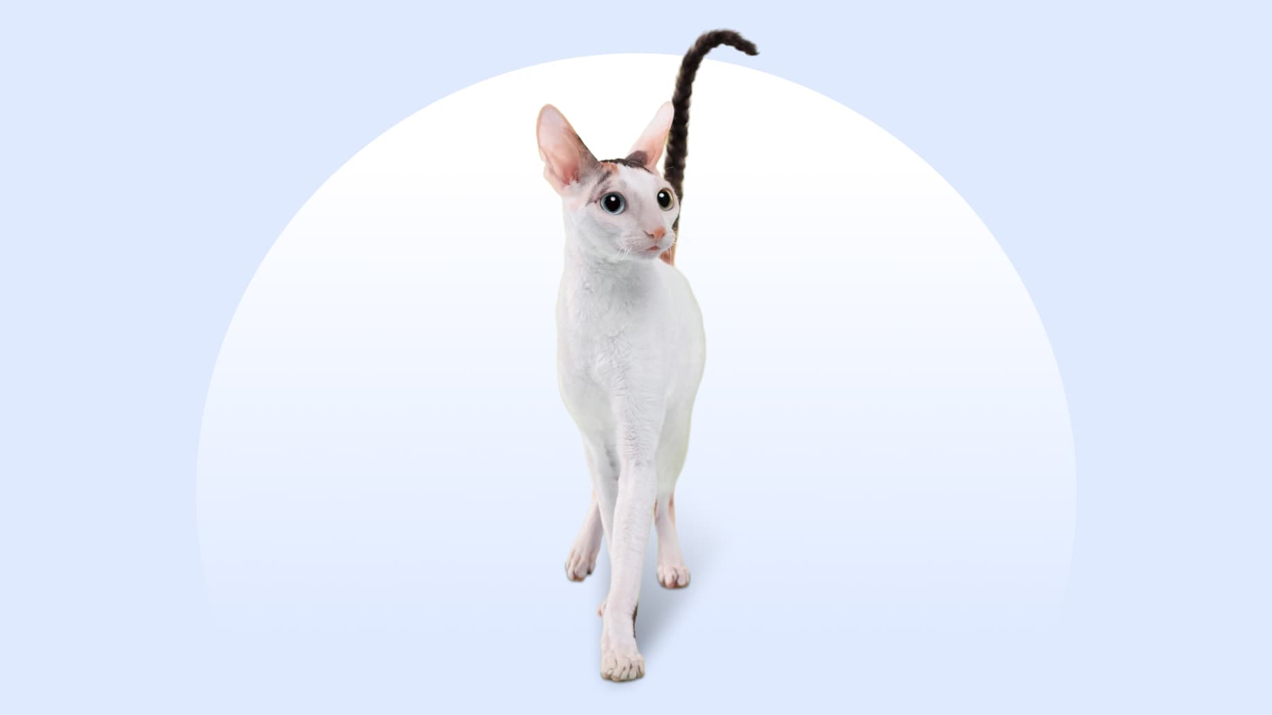 Cornish Rex: Kot o aksamitnym futrze i niezwykłym charakterze