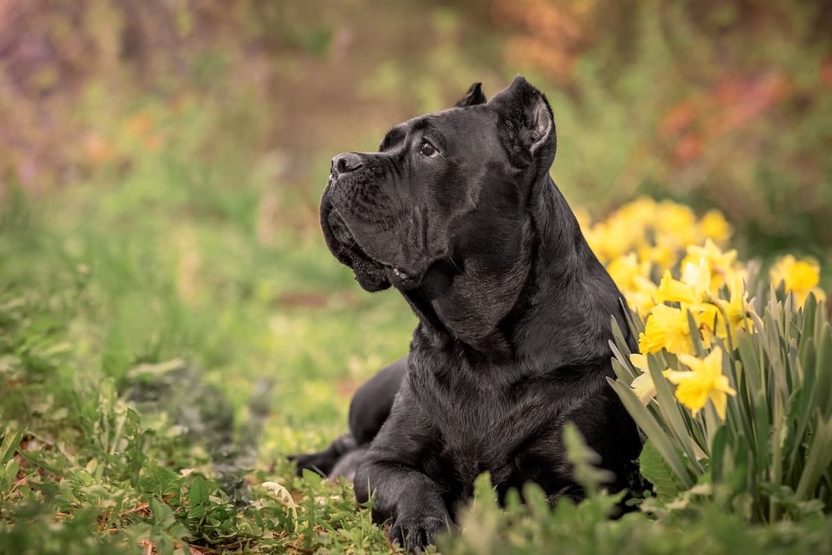 Boerboel kontra Cane Corso: porównanie ras psów pracujących