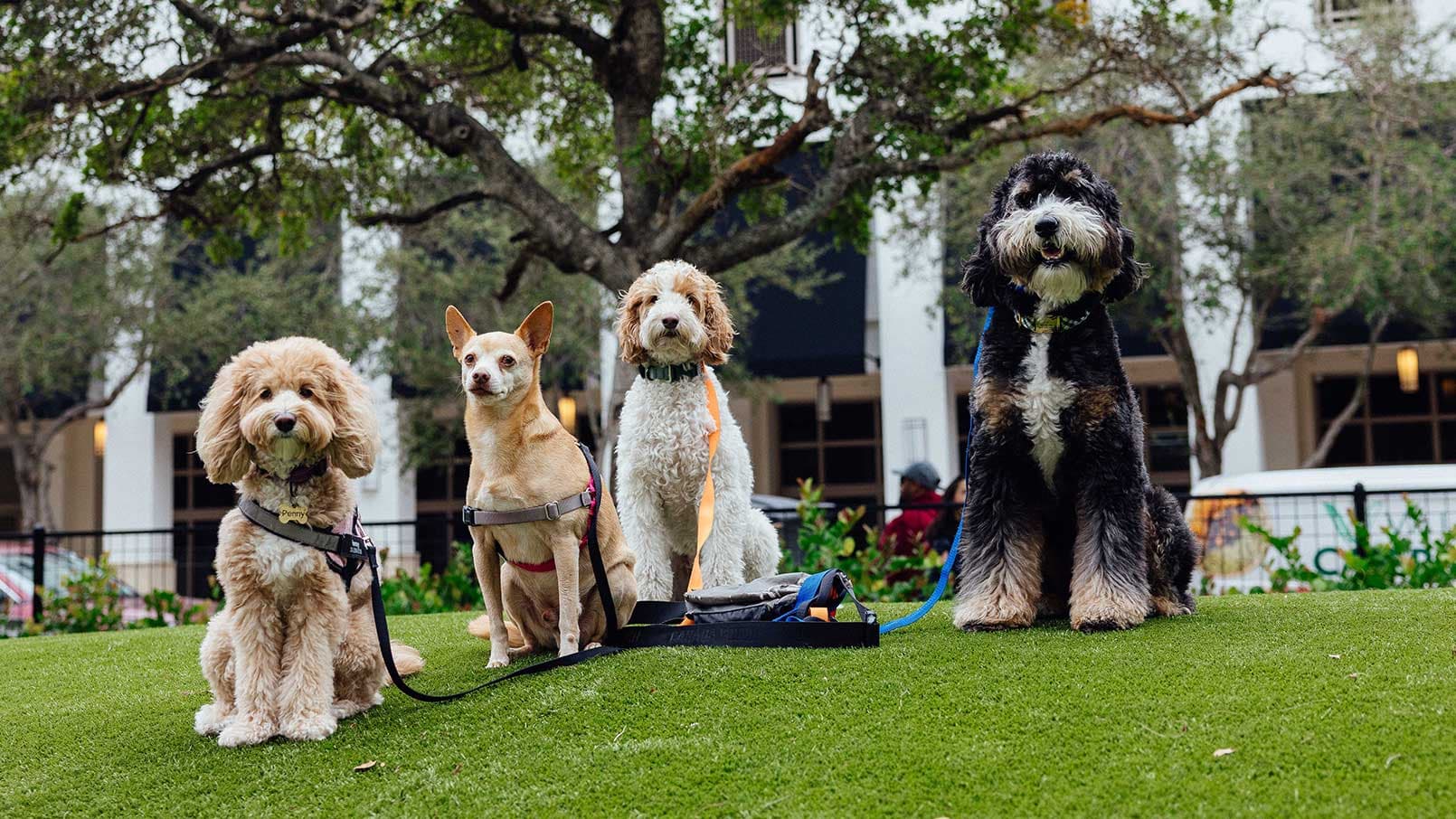 Chewy Pack Walks: Nowa inicjatywa dla miłośników psów w Miami